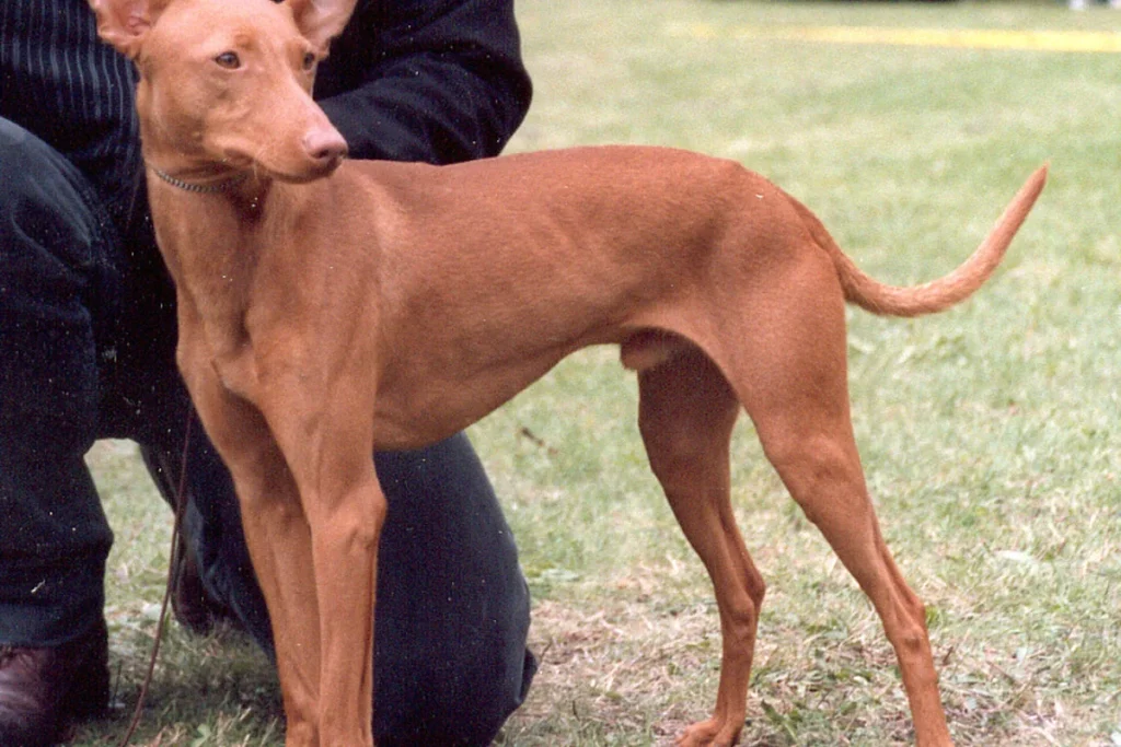 CIRNECO DELL'ETNA - FCI Group 5