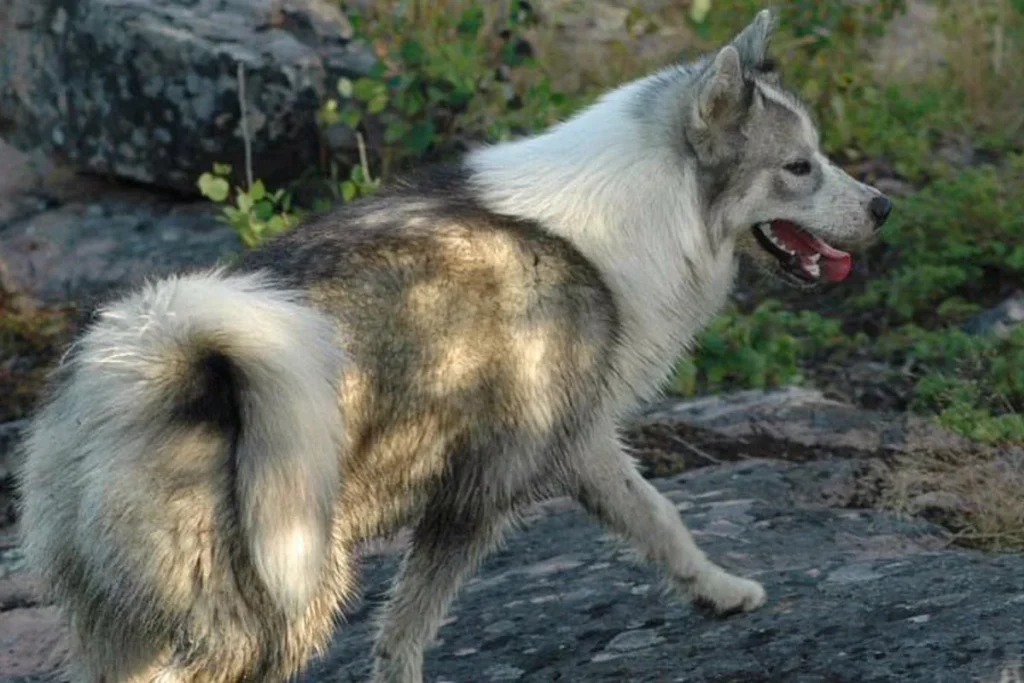 CANADIAN ESKIMO DOG - FCI Group 5