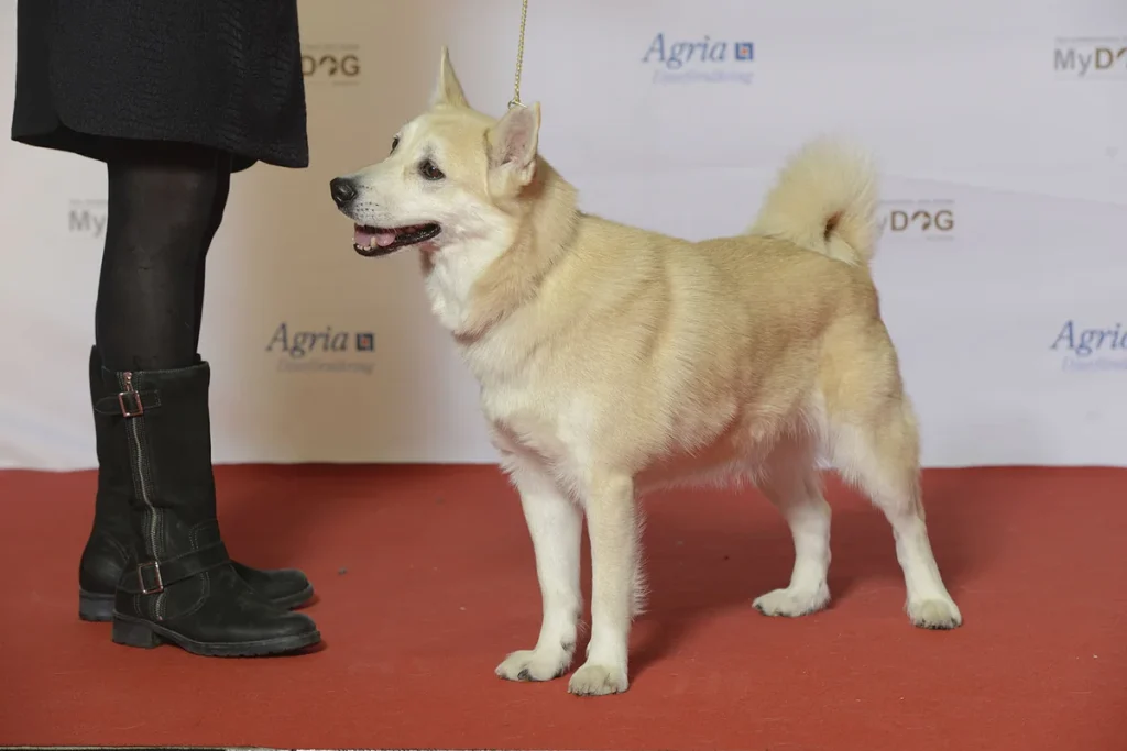 NORWEGIAN BUHUND - FCI Group 5