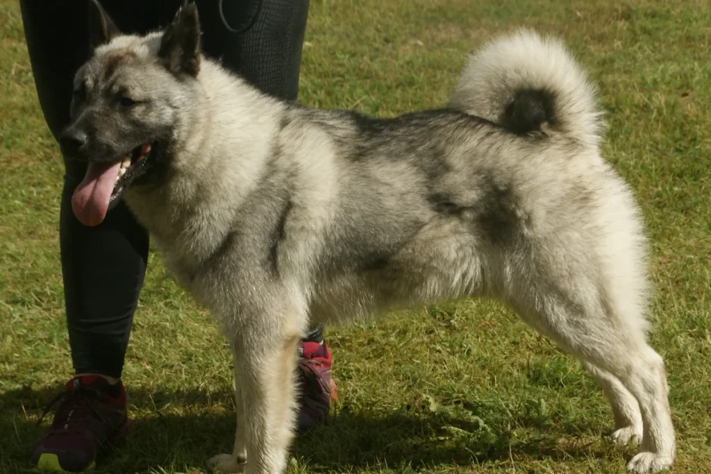 NORWEGIAN ELKHOUND GREY - FCI Group 5