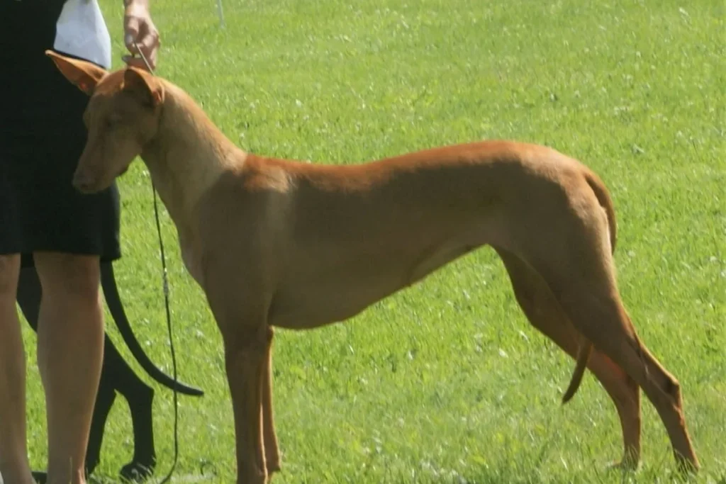 PHARAOH HOUND - FCI Group 5