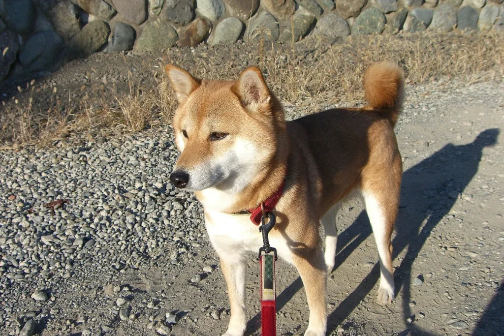 SHIBA - FCI Group 5