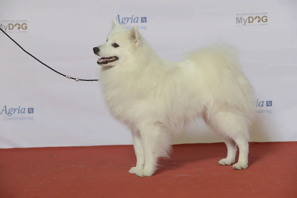 JAPANESE SPITZ - FCI Group 5