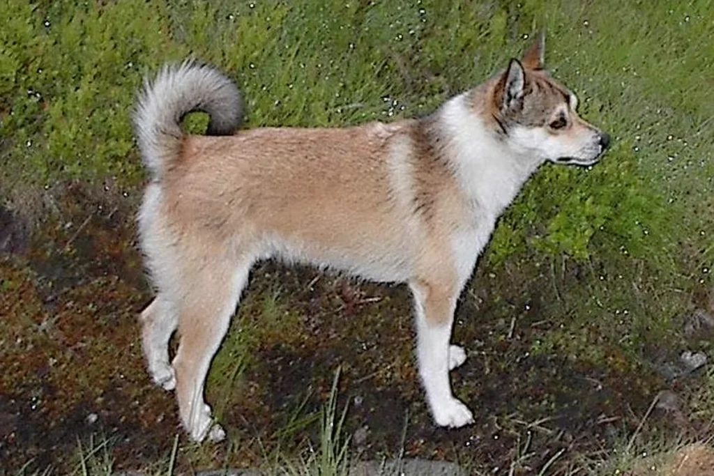 NORWEGIAN LUNDEHUND - FCI Group 5