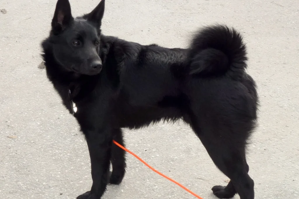 NORWEGIAN ELKHOUND BLACK - FCI Group 5