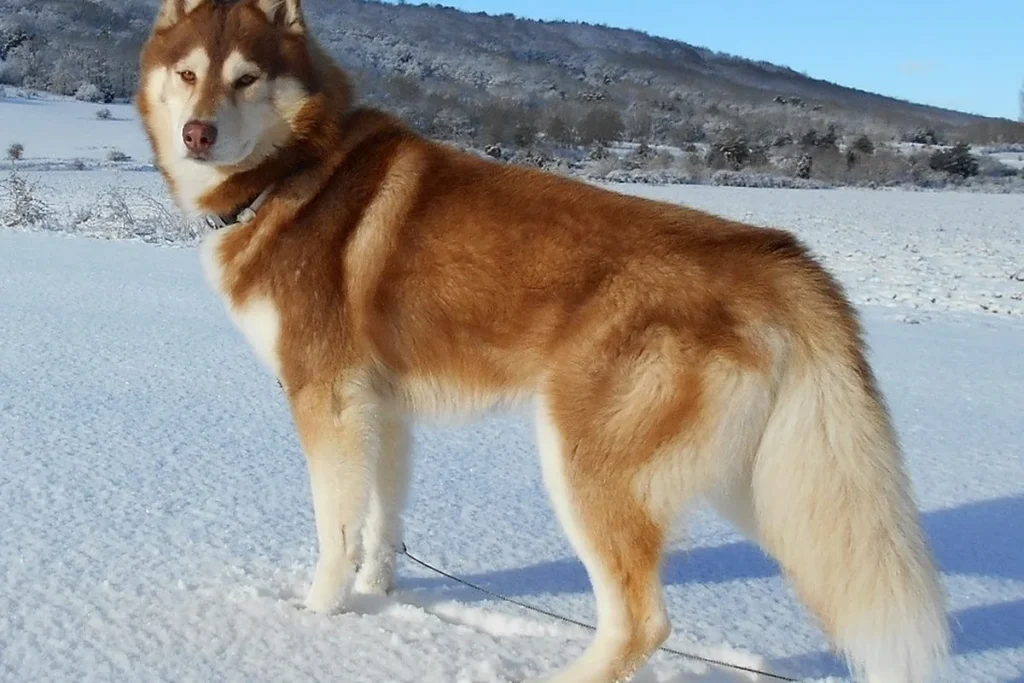 SIBERIAN HUSKY - FCI Group 5