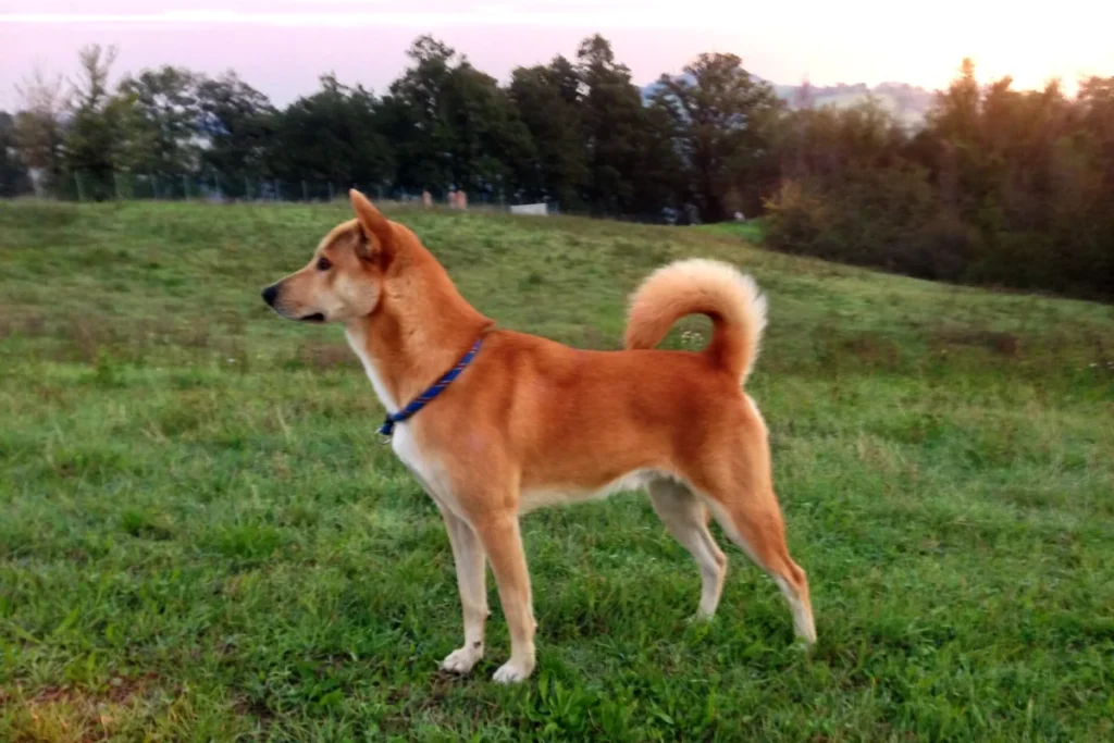 CANAAN DOG - FCI Group 5