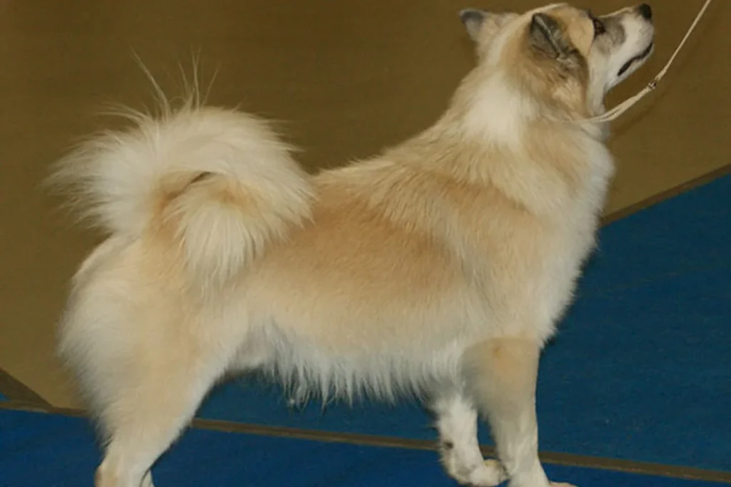 ICELANDIC SHEEPDOG - FCI Group 5