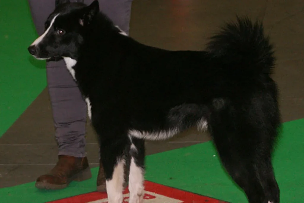RUSSIAN-EUROPEAN LAIKA - FCI Group 5