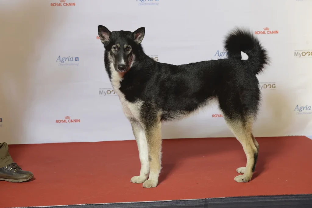 EAST SIBERIAN LAIKA - FCI Group 5