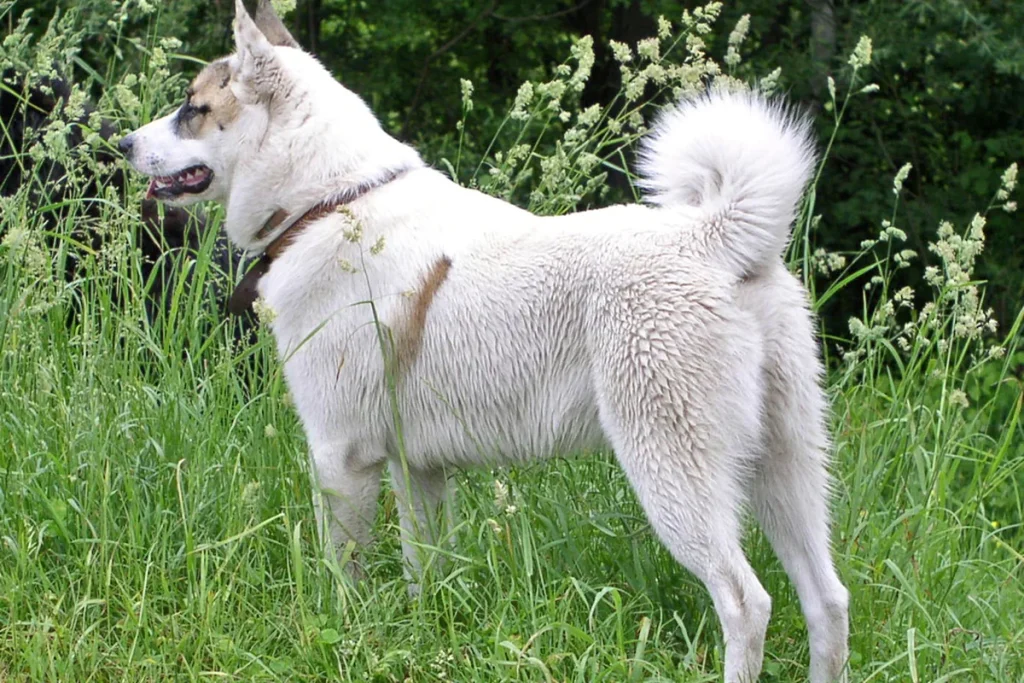 WEST SIBERIAN LAIKA - FCI Group 5