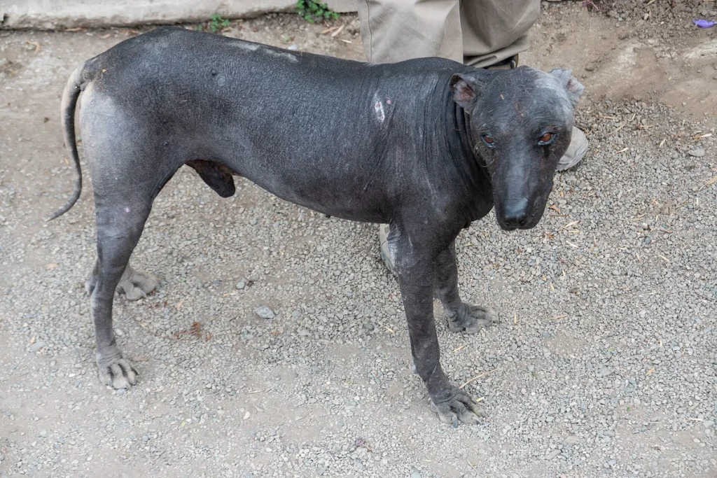 PERUVIAN HAIRLESS DOG - FCI Group 5