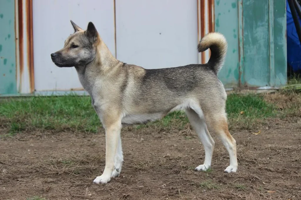 KISHU - FCI Group 5