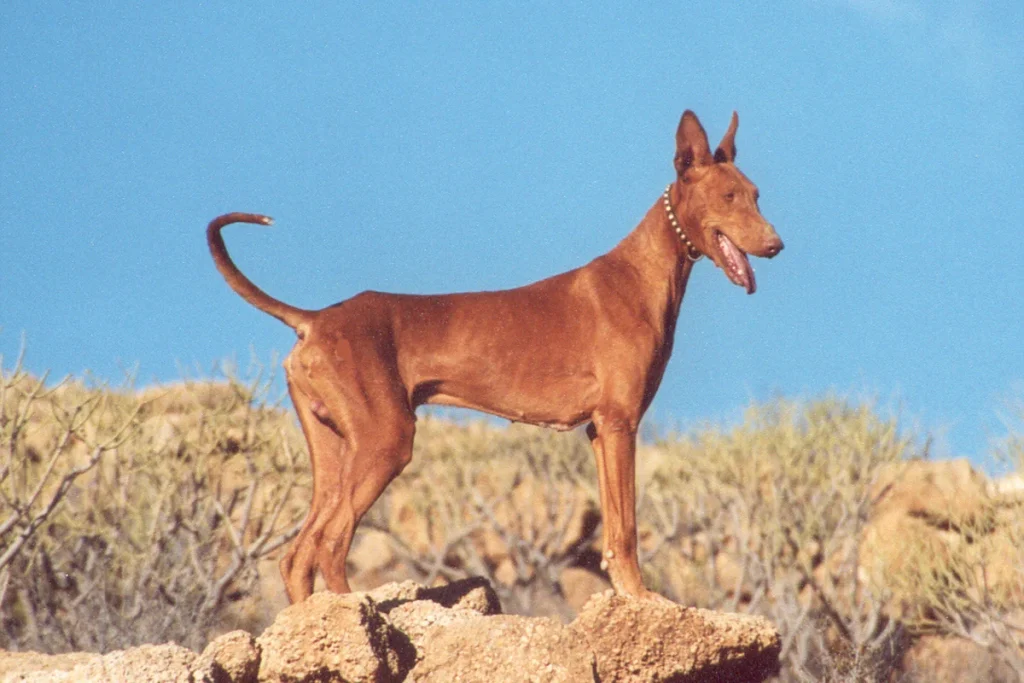 CANARIAN WARREN HOUND - FCI Group 5