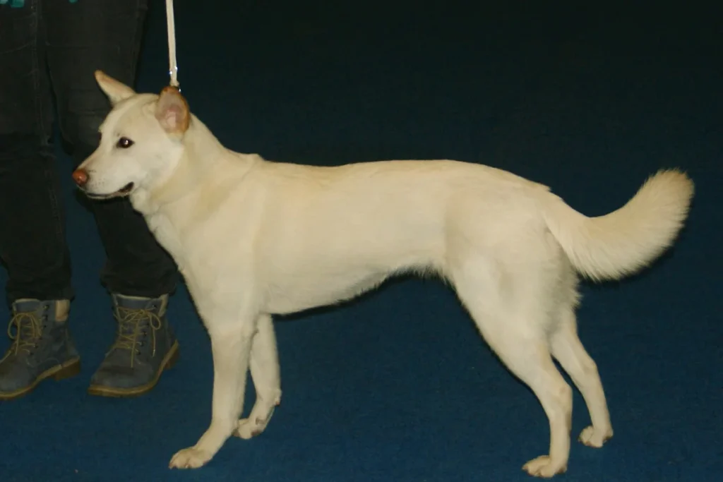 KOREA JINDO DOG - FCI Group 5