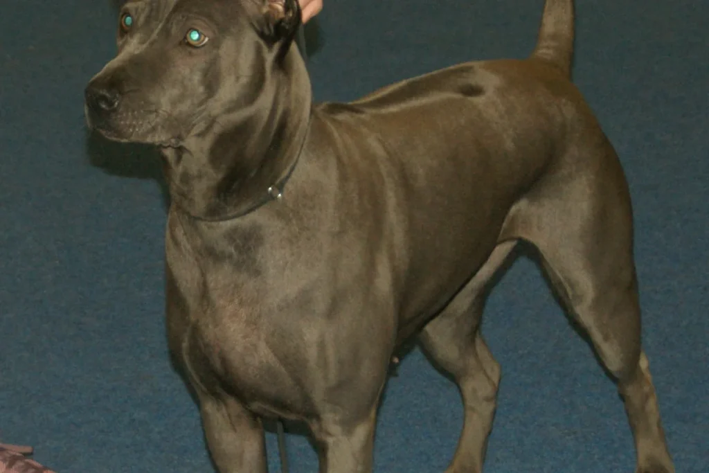 THAI RIDGEBACK DOG - FCI Group 5