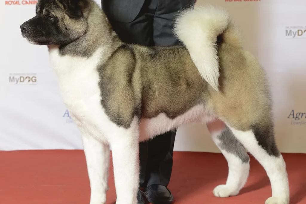 AMERICAN AKITA - FCI Group 5