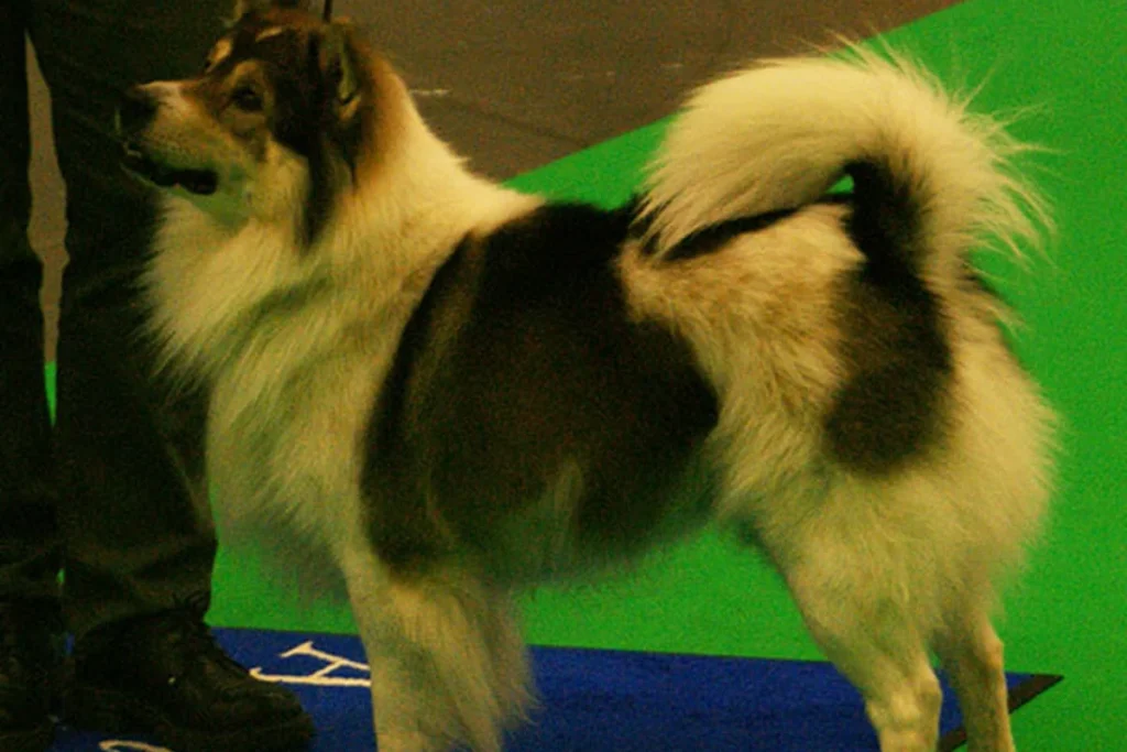 THAI BANGKAEW DOG - FCI Group 5