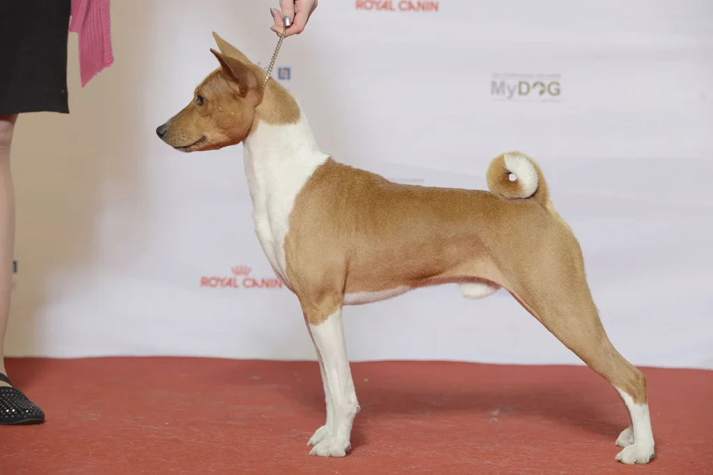 BASENJI - FCI Group 5