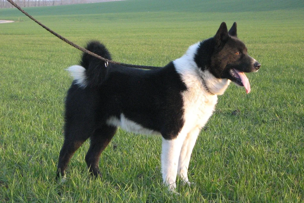KARELIAN BEAR DOG - FCI Group 5