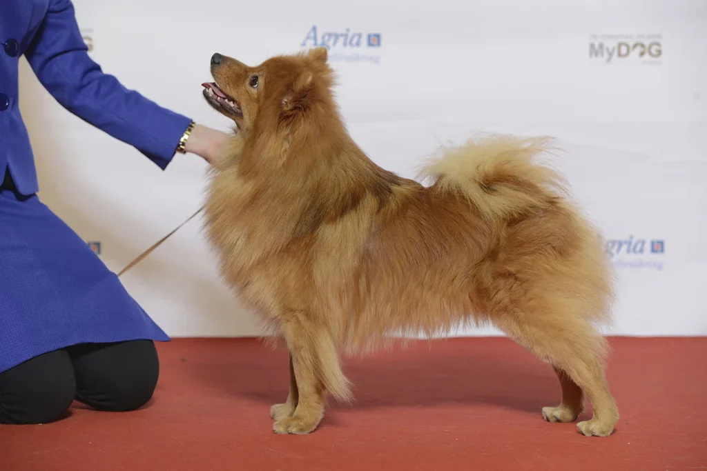GERMAN SPITZ - FCI Group 5