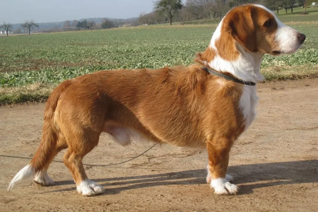 WESTPHALIAN DACHSBRACKE - FCI Group 6