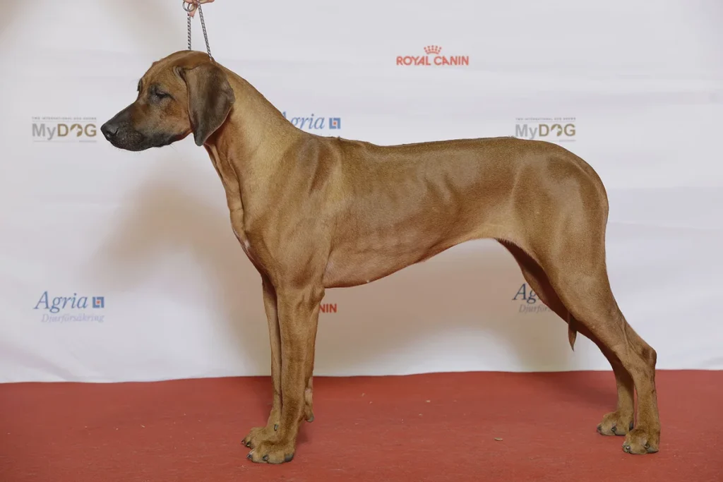 RHODESIAN RIDGEBACK - FCI Group 6