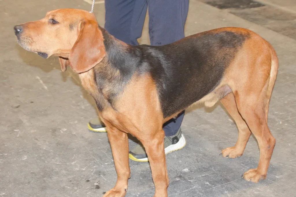 SERBIAN HOUND - FCI Group 6
