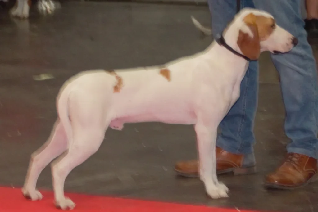 ISTRIAN SHORT-HAIRED HOUND - FCI Group 6