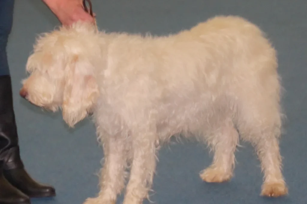 ISTRIAN WIRE-HAIRED HOUND - FCI Group 6