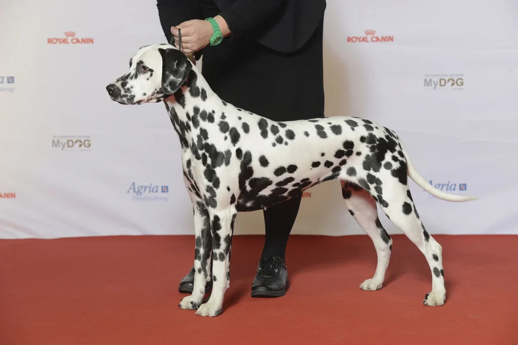 DALMATIAN - FCI Group 6