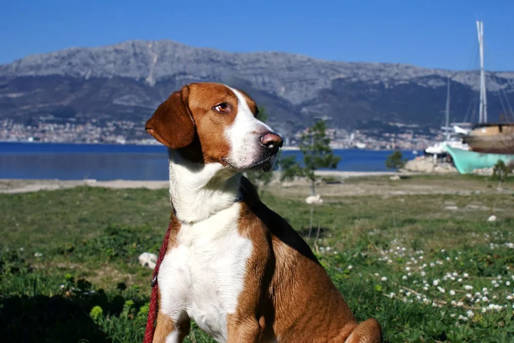 POSAVATZ HOUND - FCI Group 6