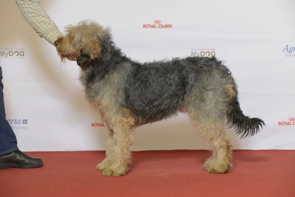 BOSNIAN BROKEN-HAIRED HOUND - CALLED BARAK - FCI Group 6