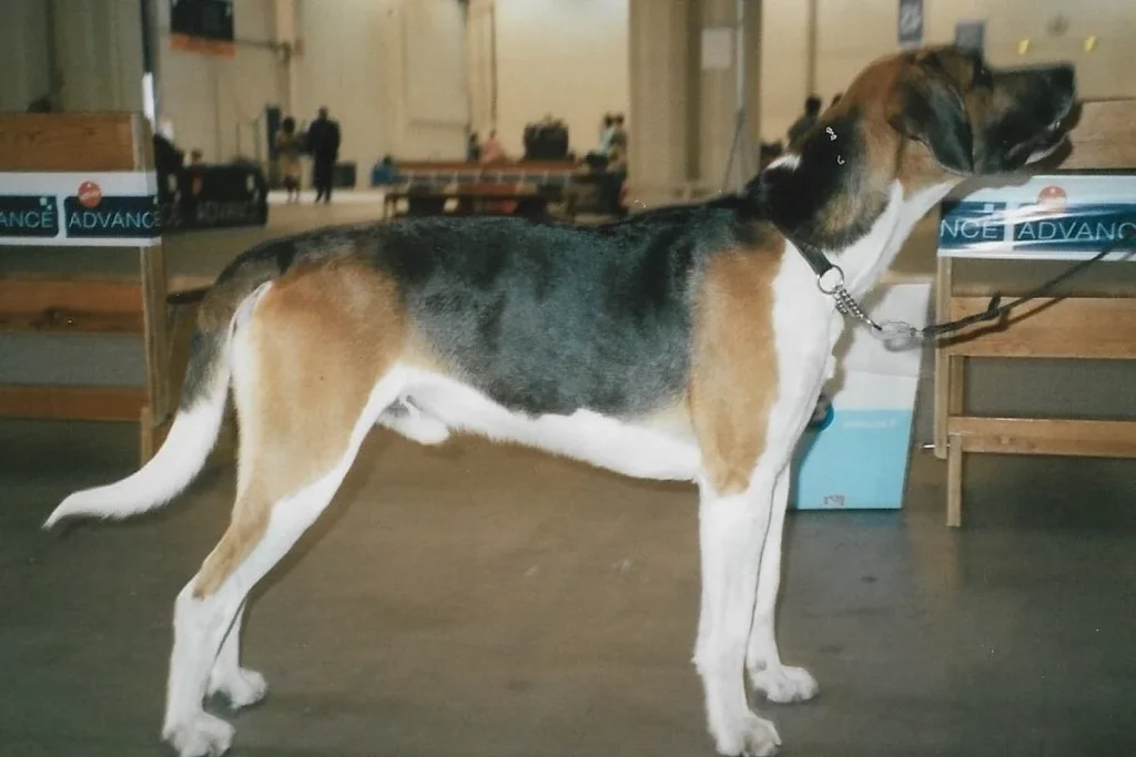 ENGLISH FOXHOUND - FCI Group 6