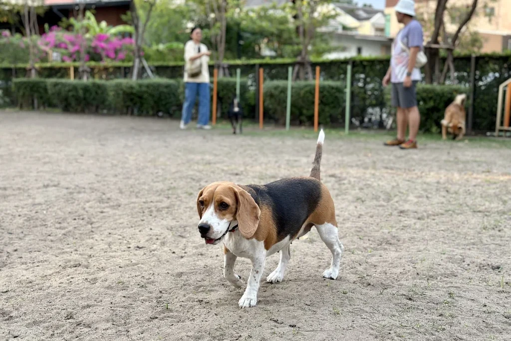 BEAGLE - FCI Group 6