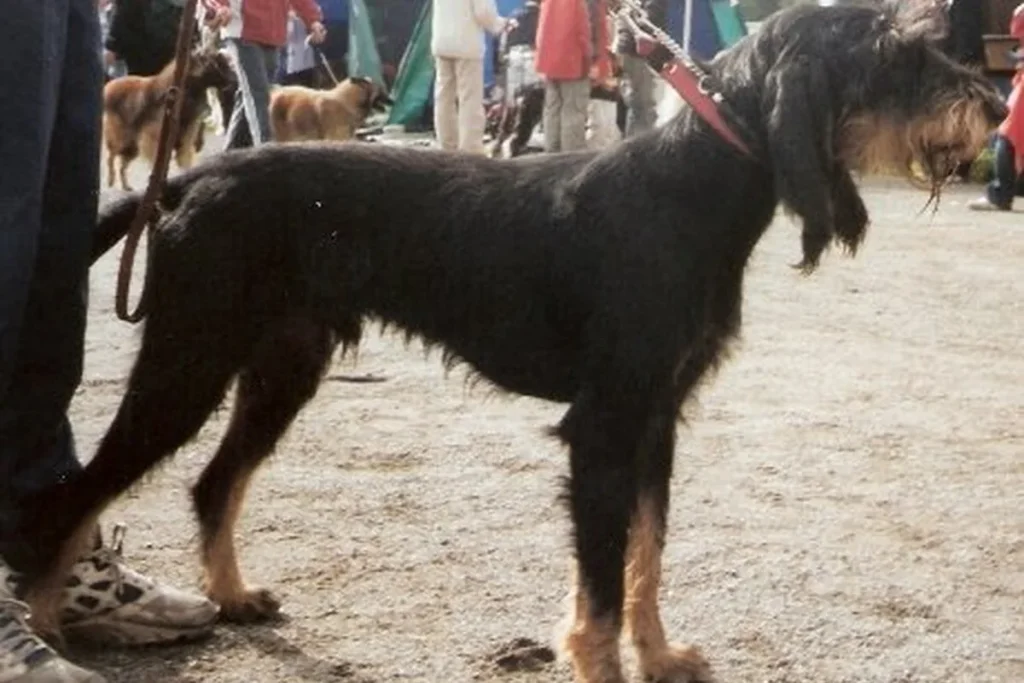 ITALIAN ROUGH-HAIRED SEGUGIO - FCI Group 6