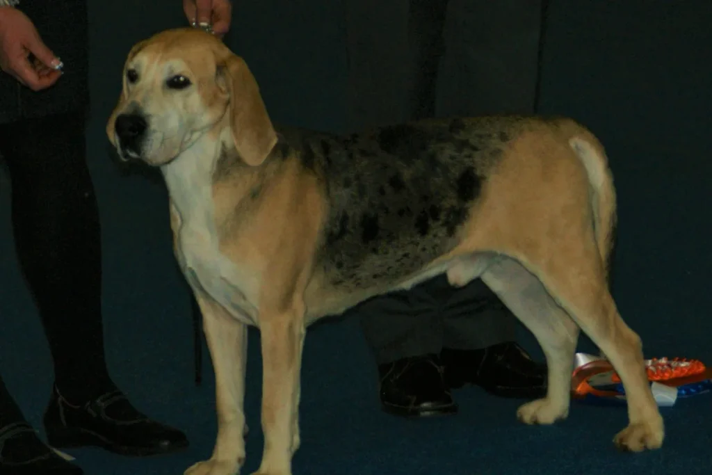 NORWEGIAN HOUND - FCI Group 6