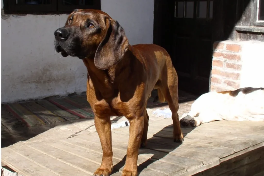 HANOVERIAN SCENT HOUND - FCI Group 6