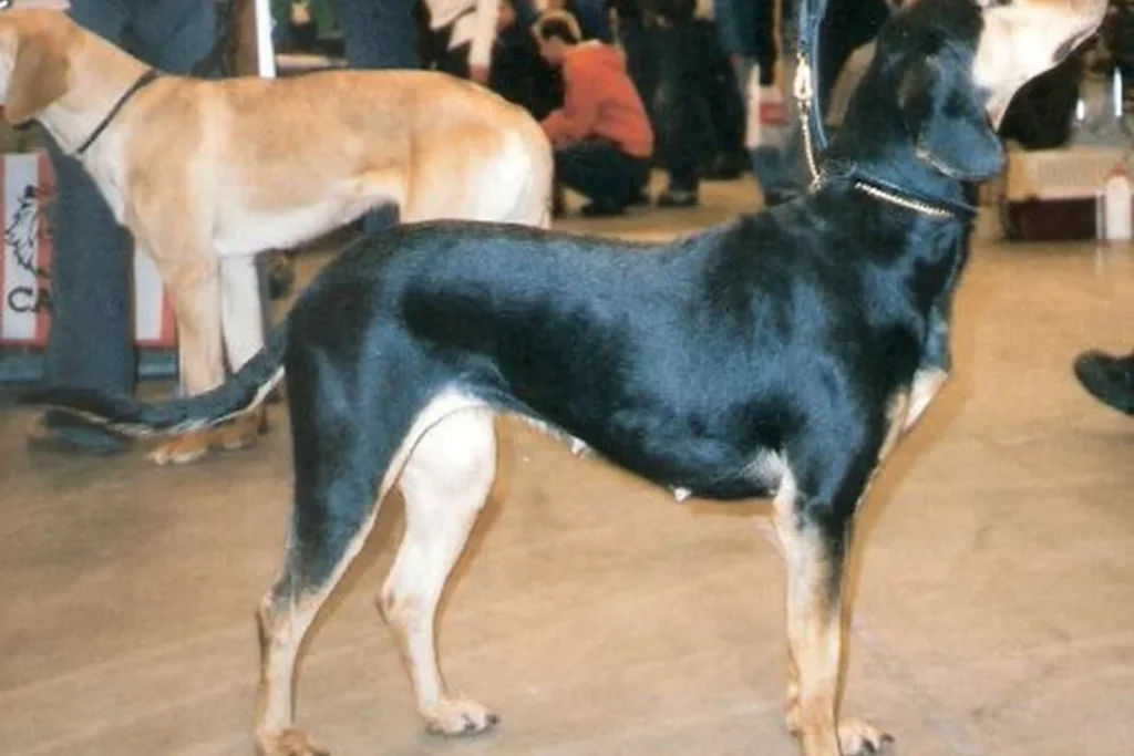 HELLENIC HOUND - FCI Group 6