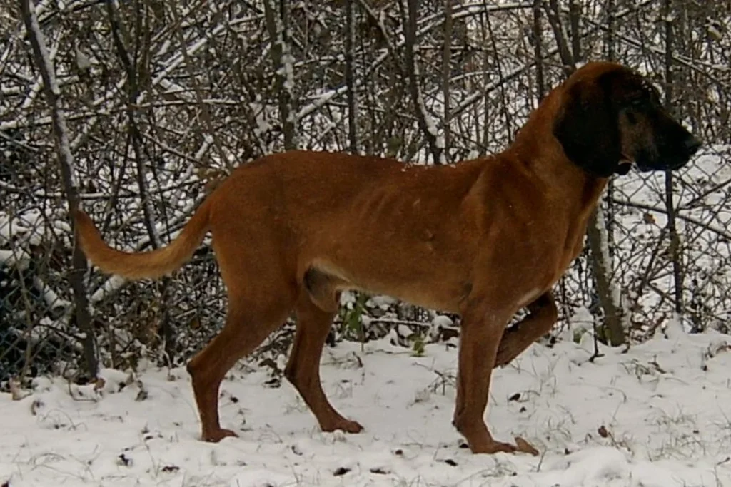 BAVARIAN MOUNTAIN SCENT HOUND - FCI Group 6