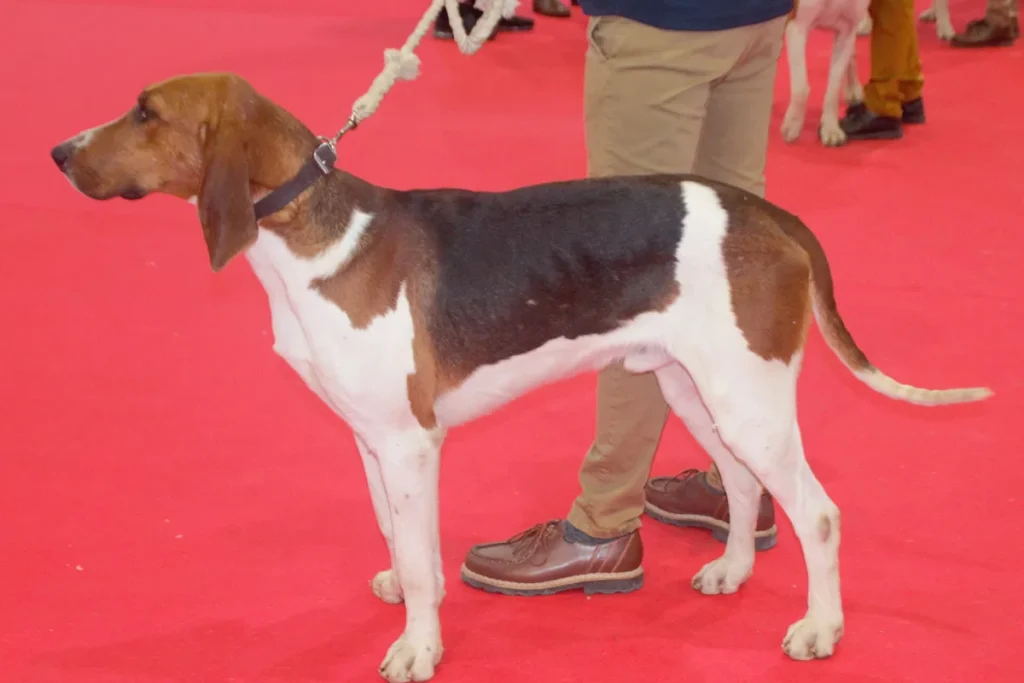 FRENCH TRICOLOUR HOUND - FCI Group 6