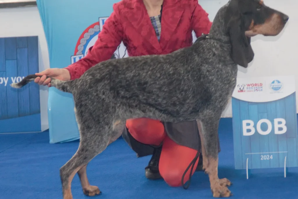 GREAT GASCONY BLUE - FCI Group 6