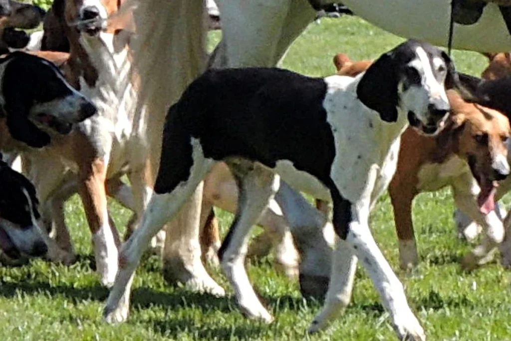 FRENCH WHITE & BLACK HOUND - FCI Group 6
