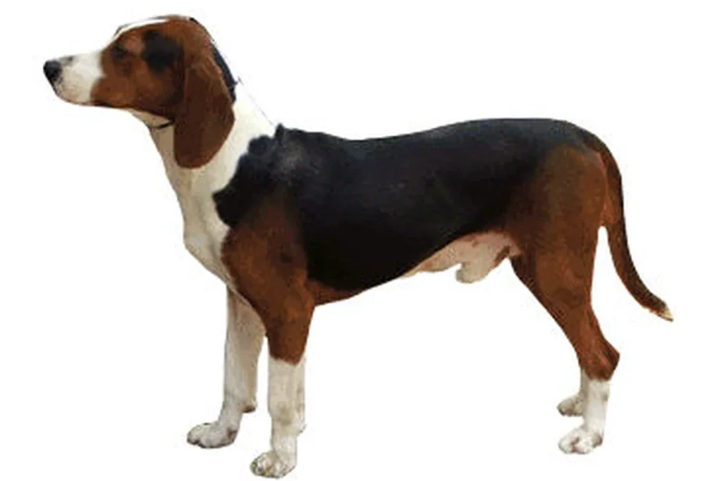 SERBIAN TRICOLOUR HOUND - FCI Group 6