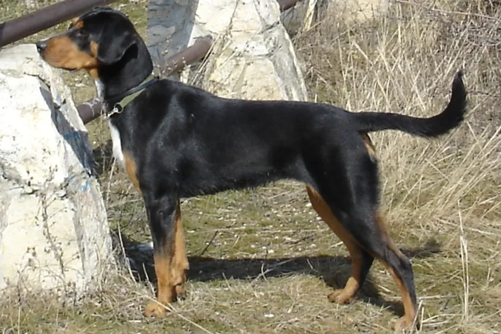 HUNGARIAN HOUND - TRANSYLVANIAN SCENT HOUND - FCI Group 6