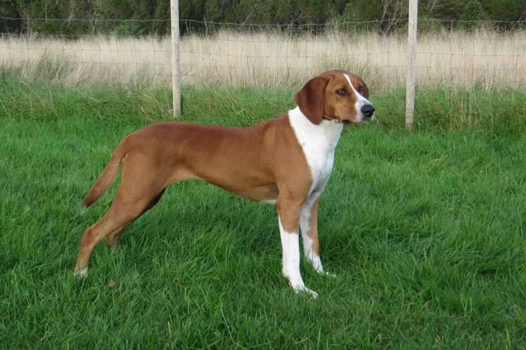 HYGEN HOUND - FCI Group 6