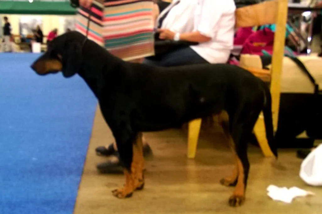 MONTENEGRIN MOUNTAIN HOUND - FCI Group 6