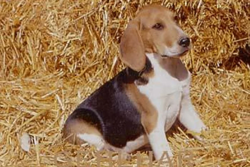ARTOIS HOUND - FCI Group 6
