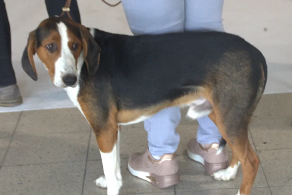 GERMAN HOUND - FCI Group 6