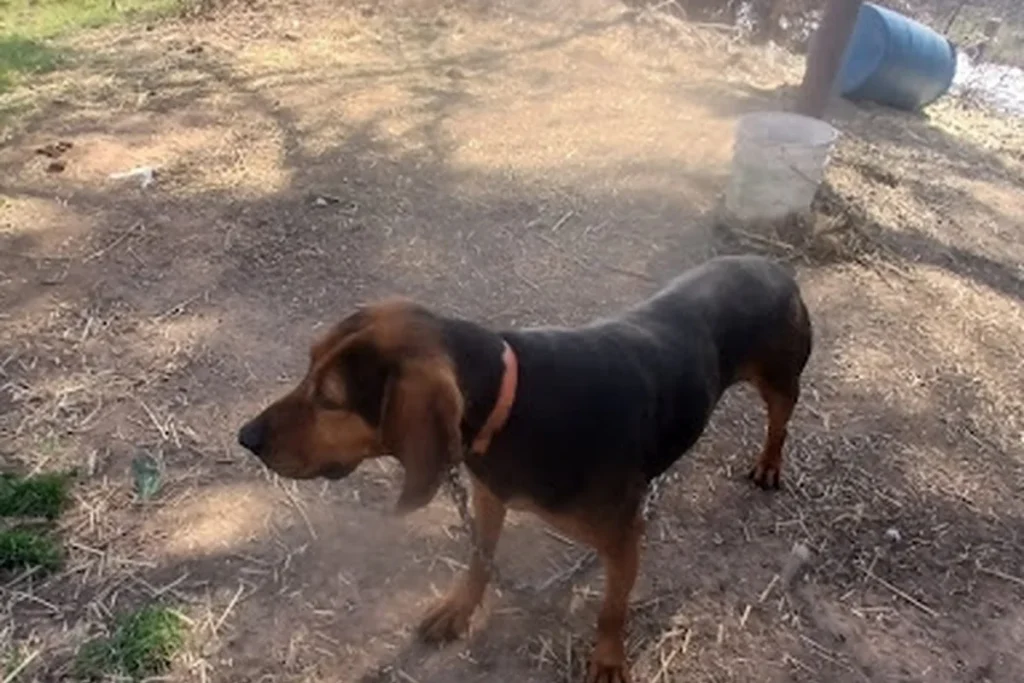 BLACK AND TAN COONHOUND - FCI Group 6